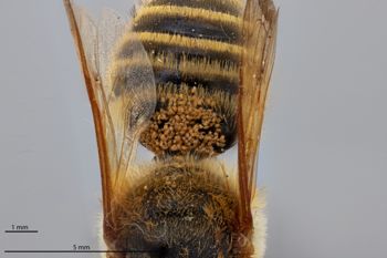 Media type: image;   Entomology 788889 Aspect: habitus dorsal view